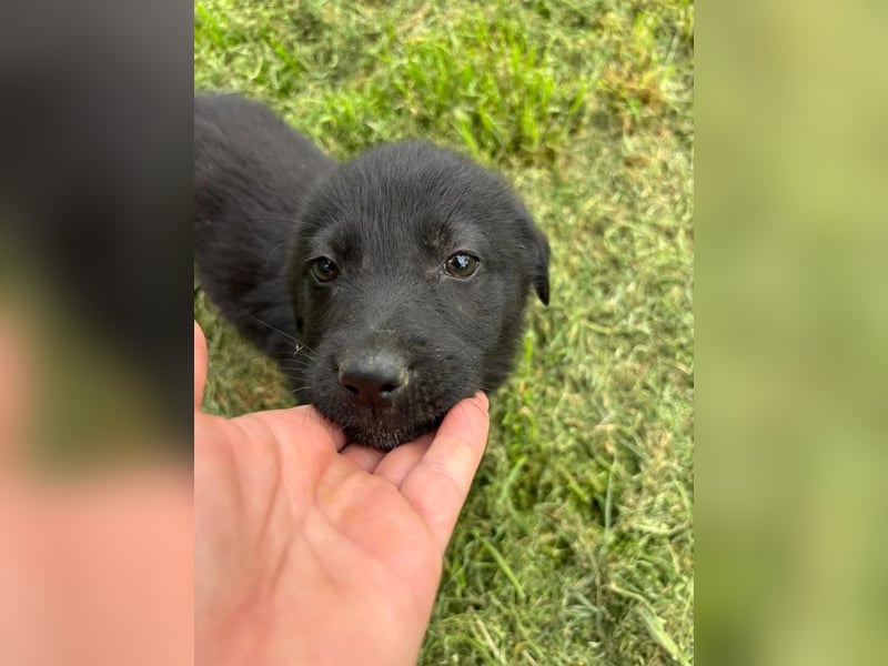 Anca - schwarze Schönheit sucht ihr Zuhause