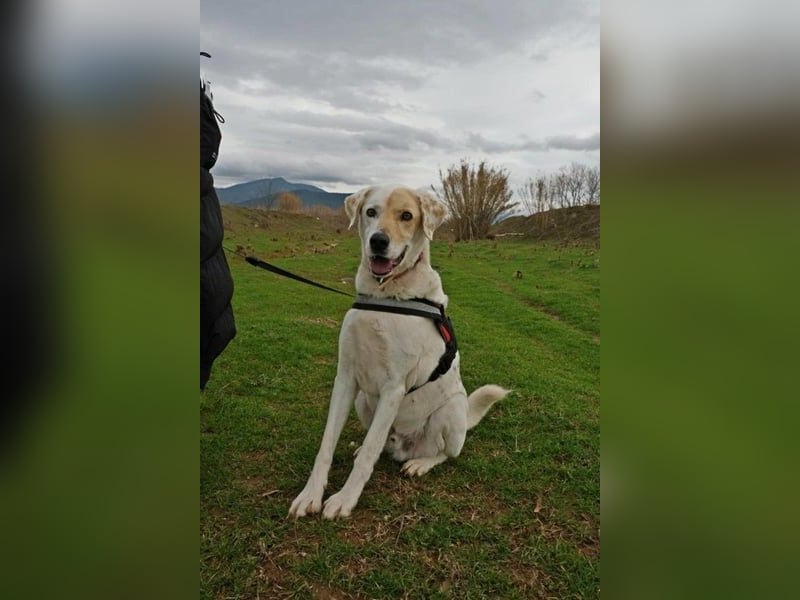 Treuer Gefährte Piratis