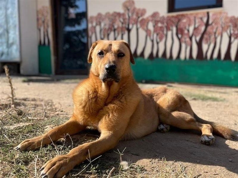 Zeus - tapferer Rüde sucht sein Für-immer-Zuhause