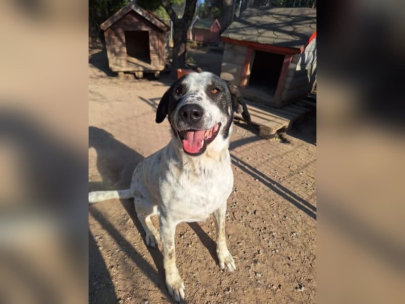 Toller Familienhund Adam sucht seine Familie