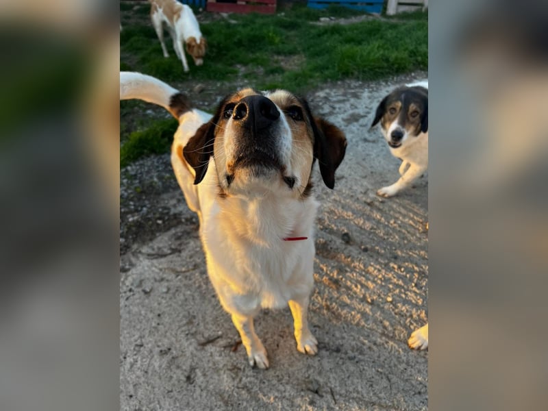 Karmen- Sensible und verschmuste Hündin