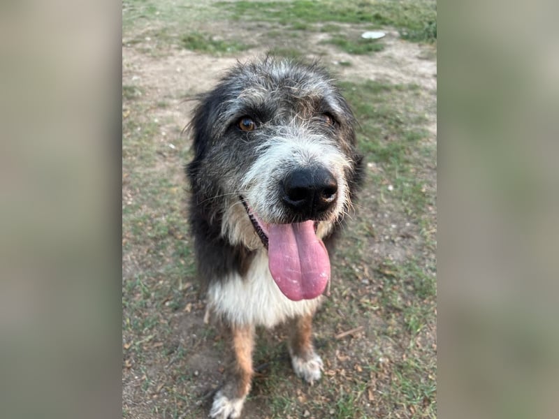 Pierro: Ein ganz besonderer Hund