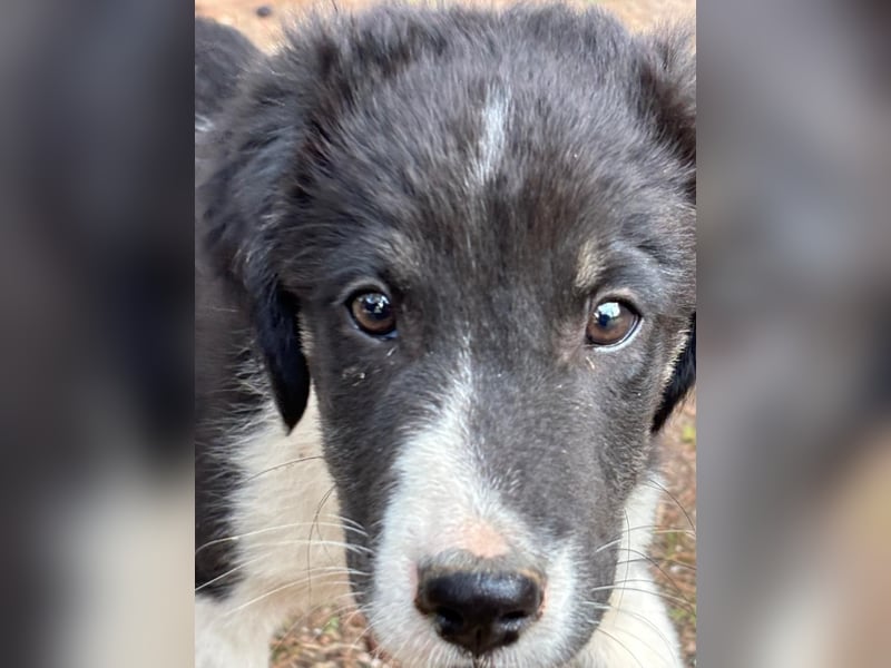 Hundewelpe Esco - liebevoller Abenteurer