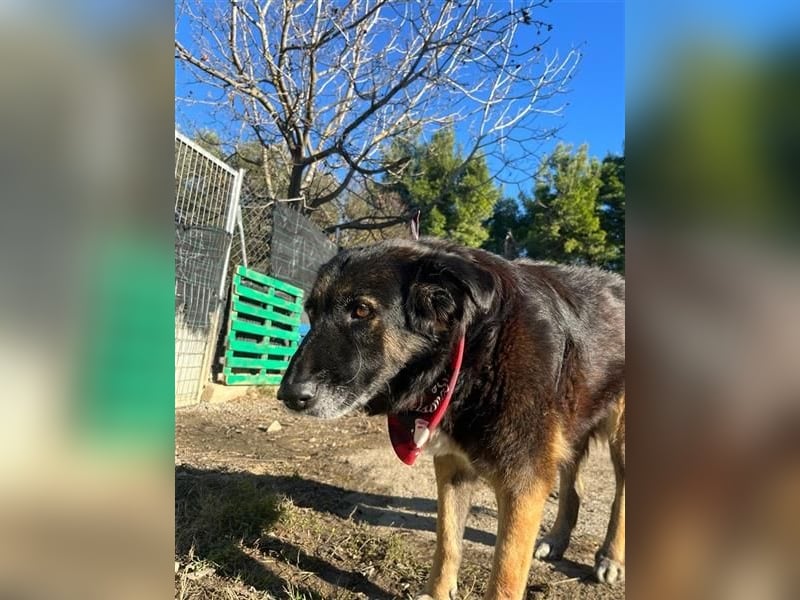 Liebevolle Hunde-Omi Funny