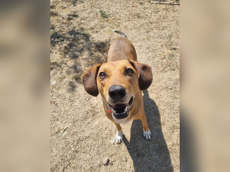 Sanfte Hündin Sandy sucht dich!