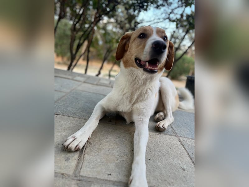 Benny- Sensibler Rüde mit großem Herzen sucht sein Zuhause