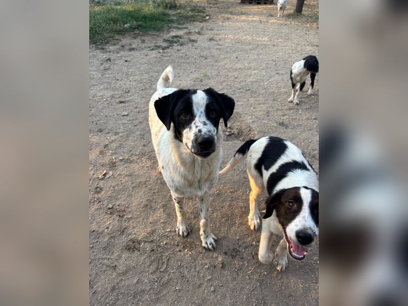 Apollo - sensibler Junghund möchte endlich ankommen