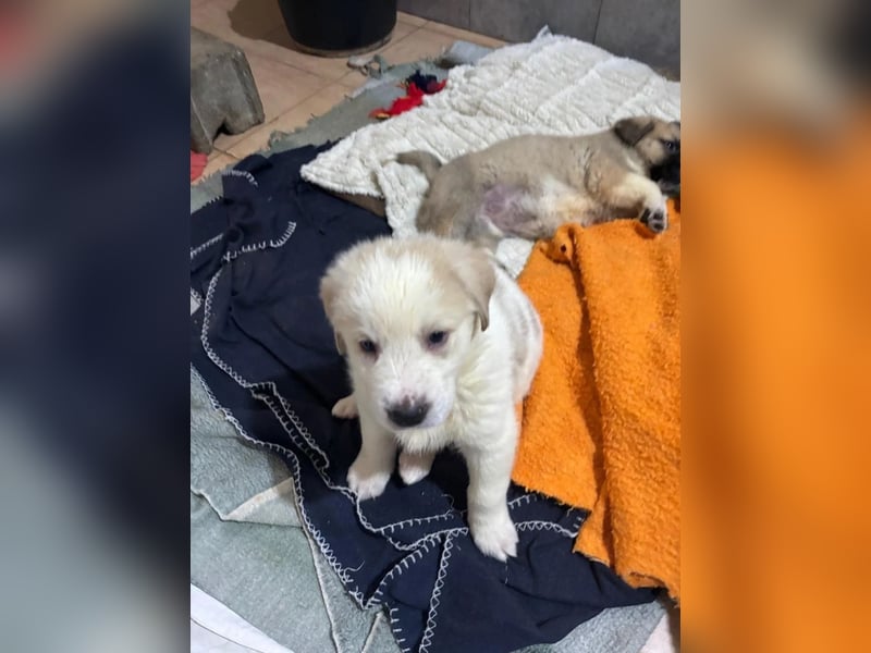 Hiro - liebevoller Welpe sucht sein Zuhause