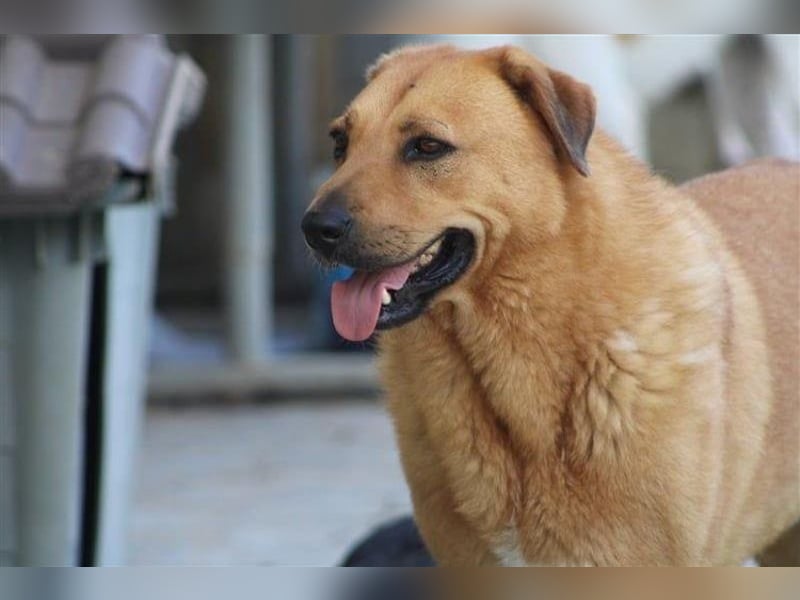 Zeus - tapferer Rüde sucht sein Für-immer-Zuhause