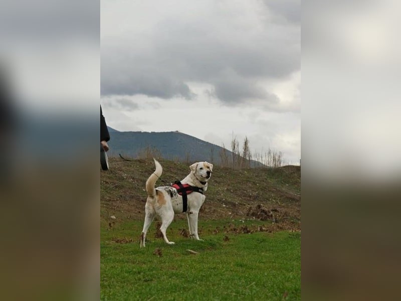 Treuer Gefährte Piratis