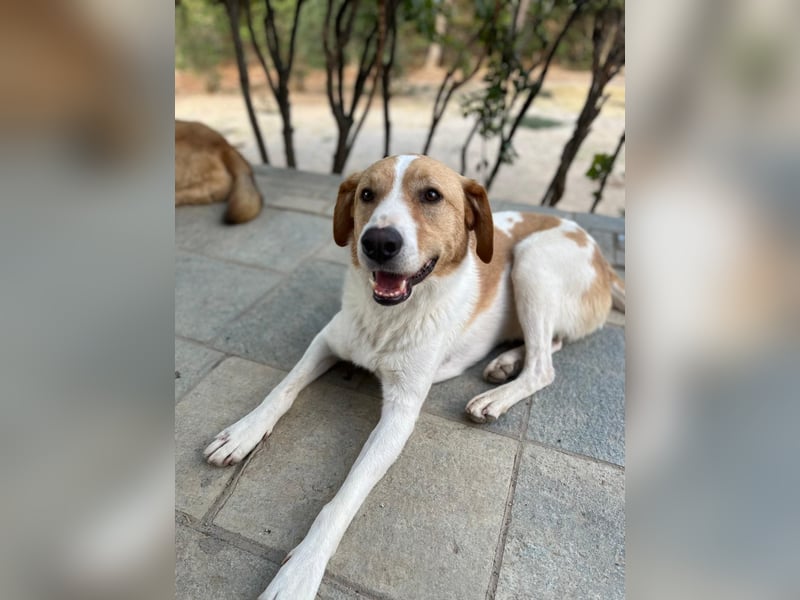 Benny- Sensibler Rüde mit großem Herzen sucht sein Zuhause