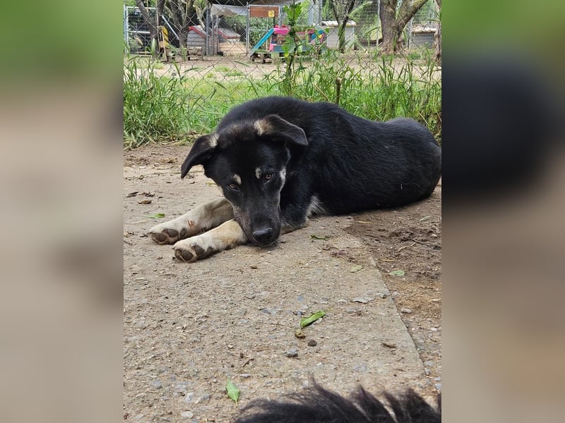 Sparky - sanfter Junghund sucht seine Menschen