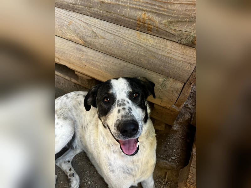 Toller Familienhund Adam sucht seine Familie