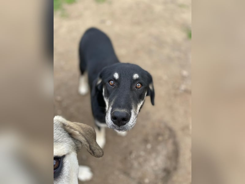 Ruhige Junghündin Poppy sucht liebevolles Zuhause