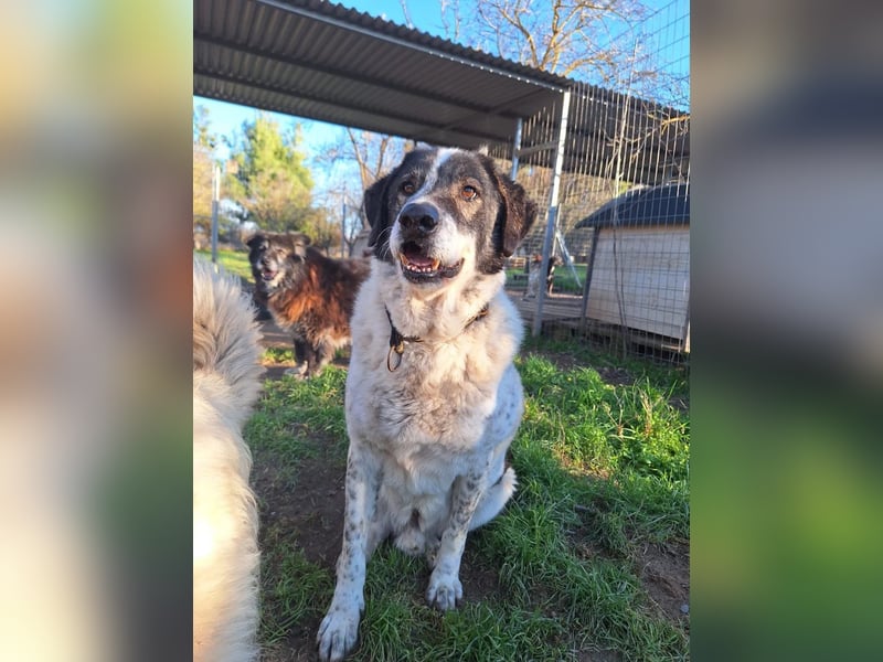 Treuer Hundesenior Tim