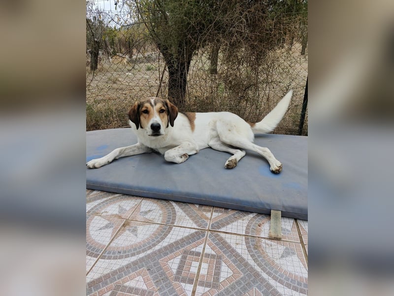 Karmen- Sensible und verschmuste Hündin