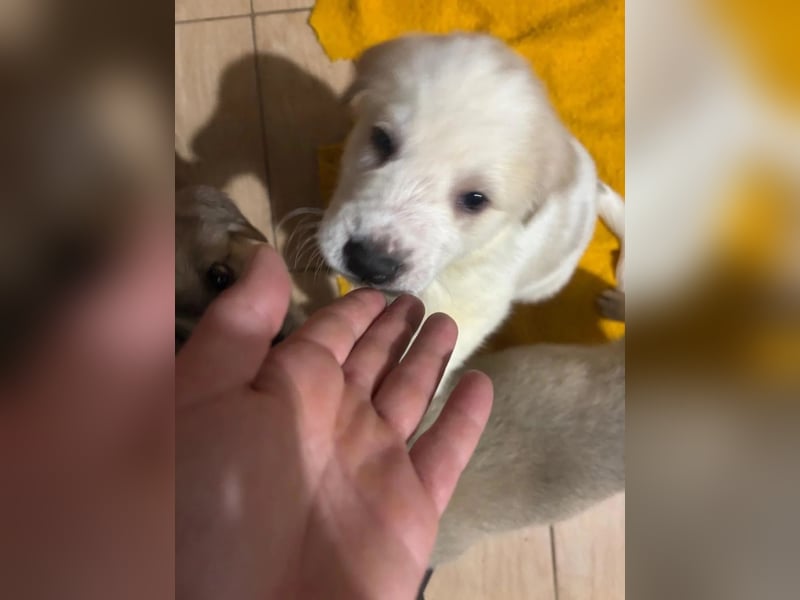 Hiro - liebevoller Welpe sucht sein Zuhause