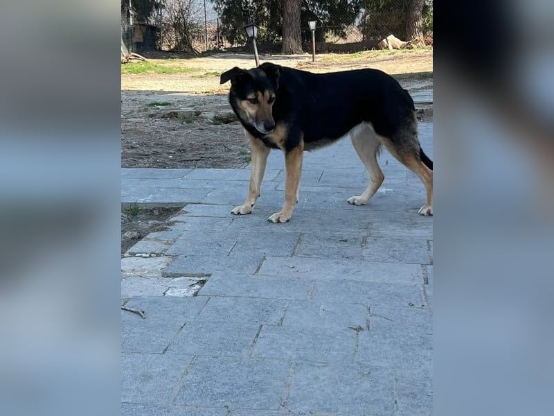 Nala - eine sanfte Hündin, die Schritt für Schritt Vertrauen fasst