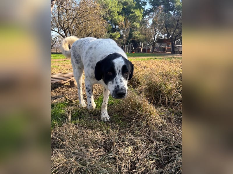 Apollo - sensibler Junghund möchte endlich ankommen