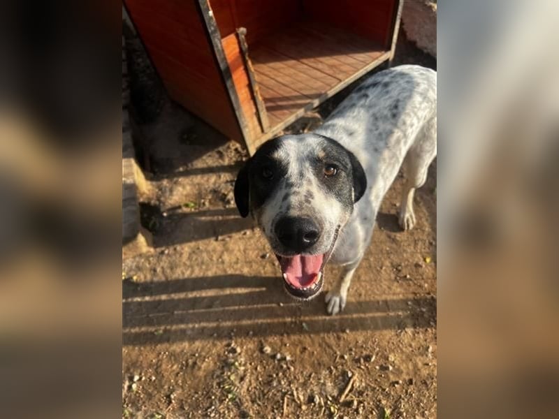 Familienhund Adam sucht sein Glück