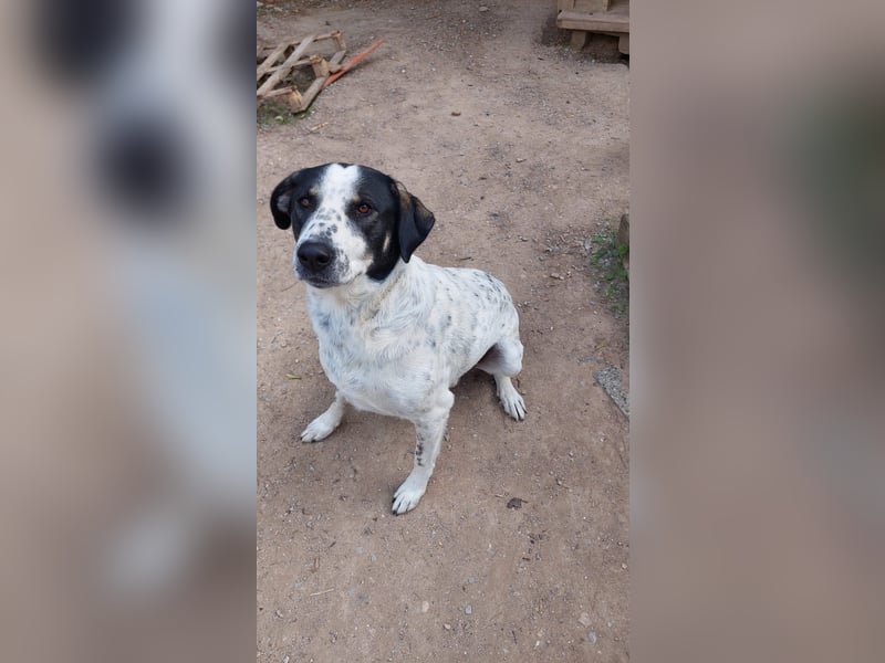 Toller Familienhund Adam sucht seine Familie