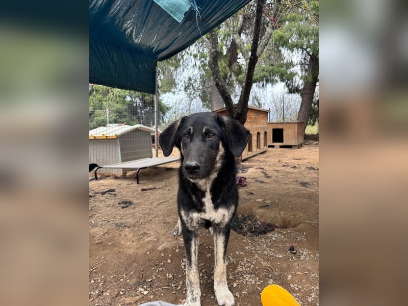 Neugierige Junghündin Millie möchte die Welt entdecken