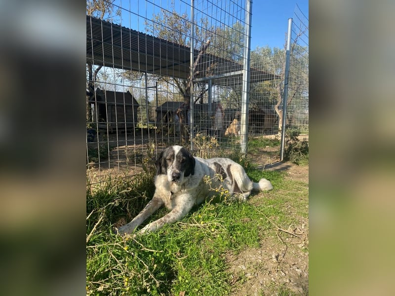 Treuer Hundesenior Tim