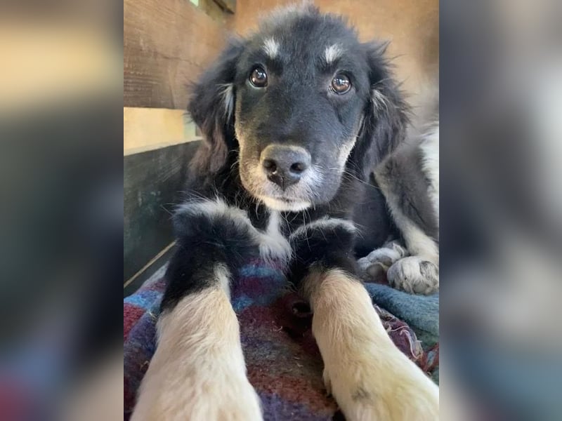 Niedlicher Welpe Nero