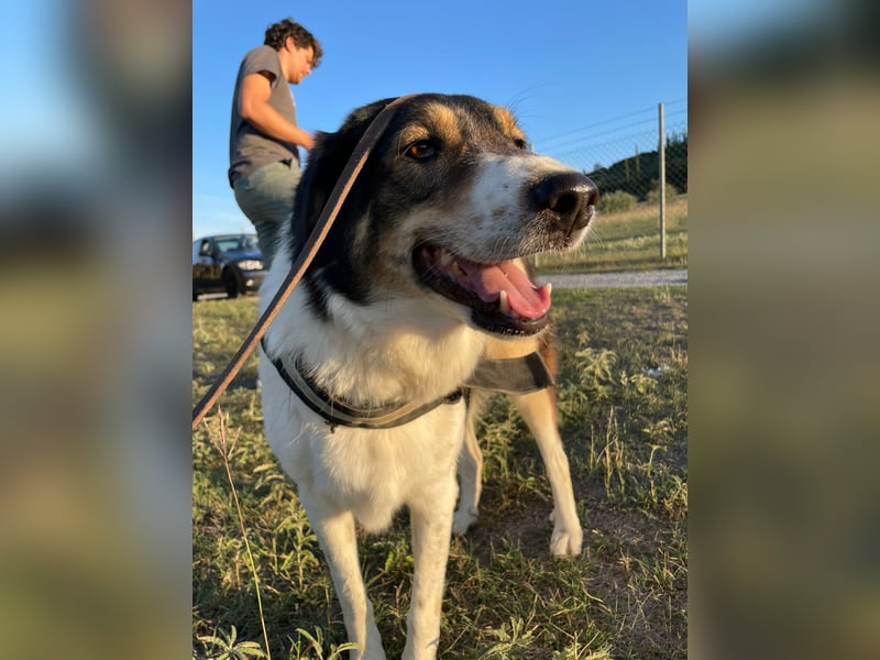 Piper - tolle Hündin sucht Für-Immer-Zuhause