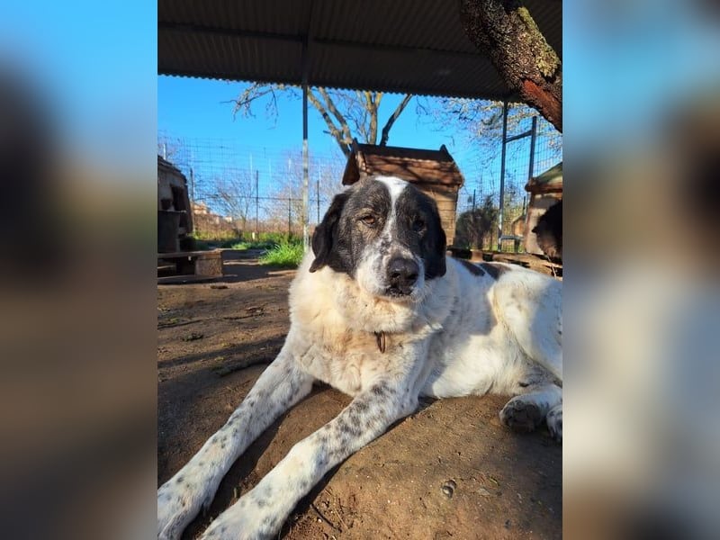 Treuer Hundesenior Tim