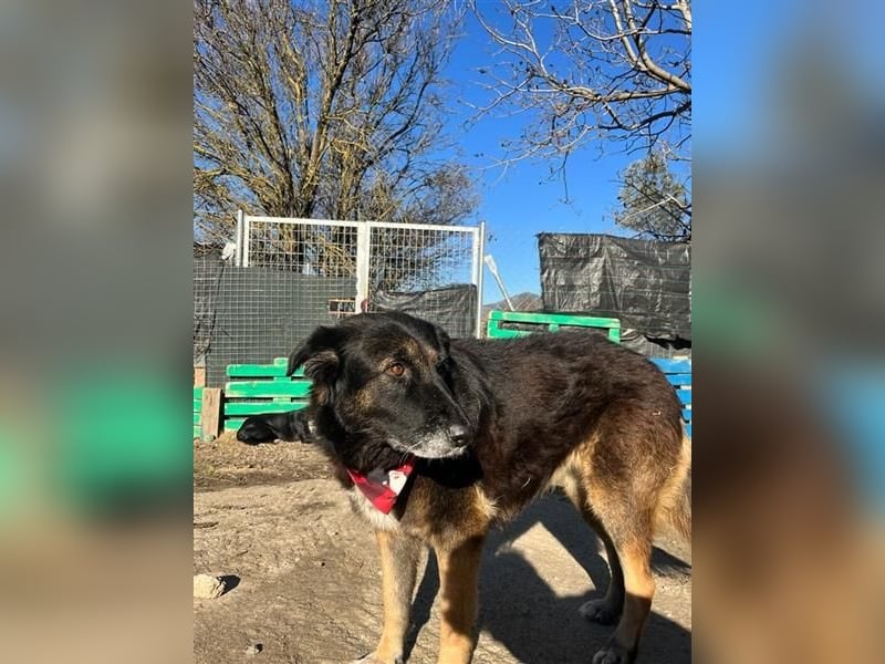 Liebevolle Hunde-Omi Funny