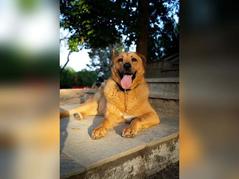 Zeus - tapferer Rüde sucht sein Für-immer-Zuhause