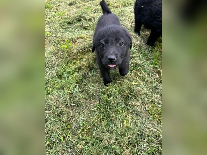 Anca - schwarze Schönheit sucht ihr Zuhause