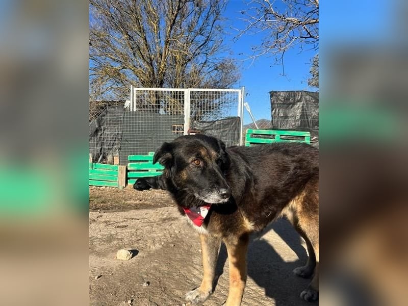 Liebevolle Senioren-Hündin Funny