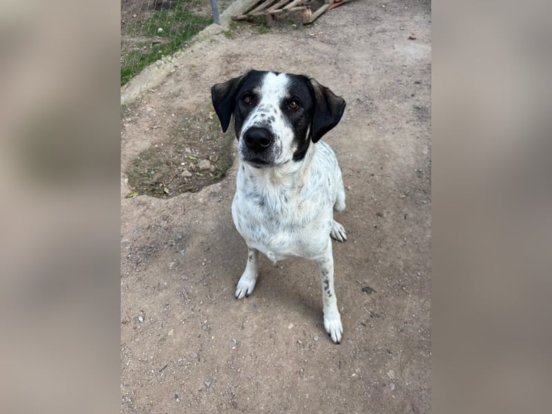 Toller Familienhund Adam sucht seine Familie