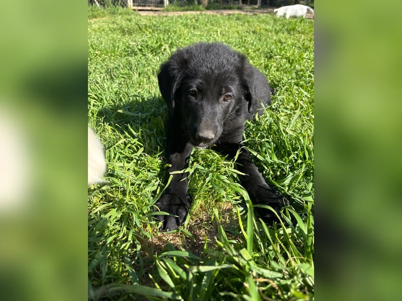 Verspielter Welpenjunge Vino sucht liebevolles Zuhause