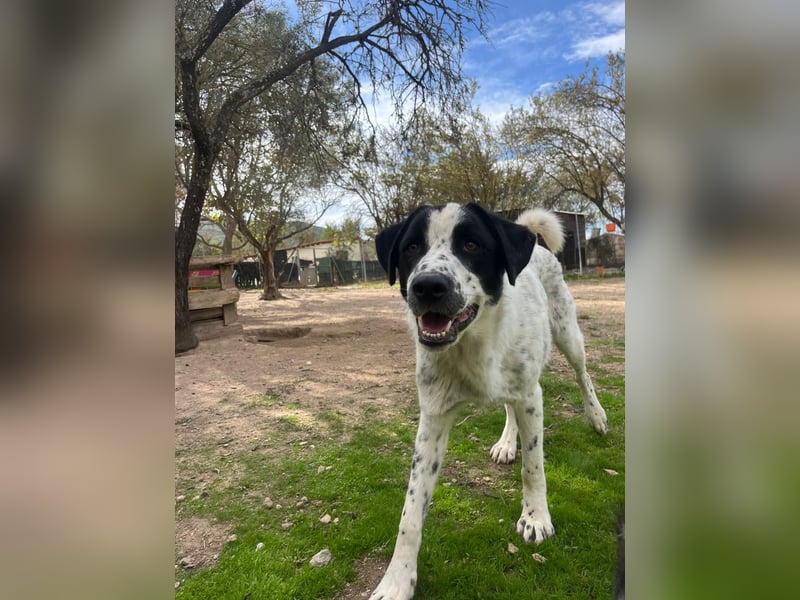 Apollo - sensibler Junghund möchte endlich ankommen