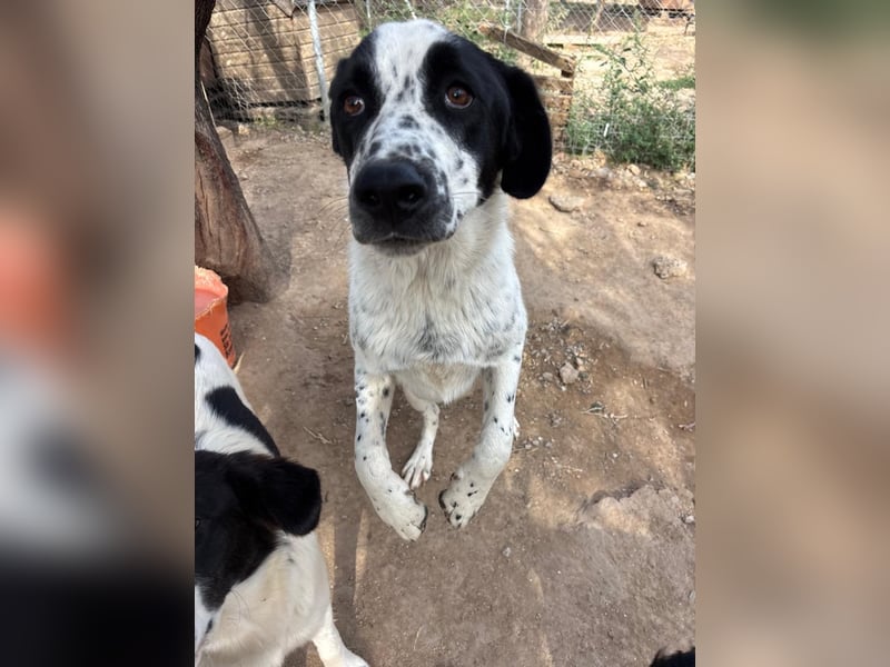 Apollo - sensibler Junghund möchte endlich ankommen