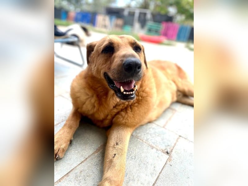 Zeus - tapferer Rüde sucht sein Für-immer-Zuhause