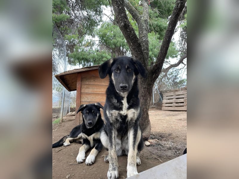 Neugierige Junghündin Millie möchte die Welt entdecken