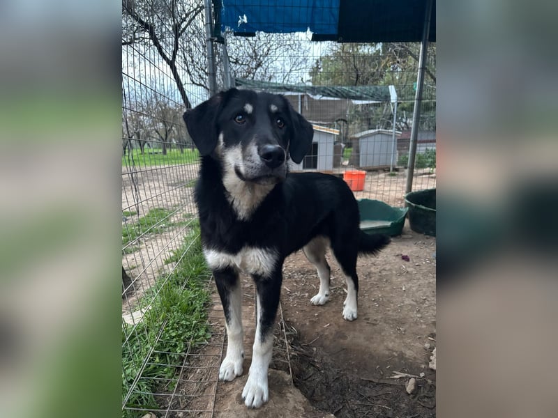 Zuckersüße Poppy sucht liebevolles Zuhause