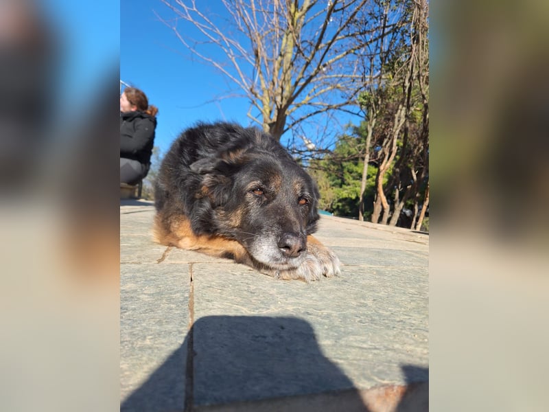 Liebevolle Hunde-Omi Funny