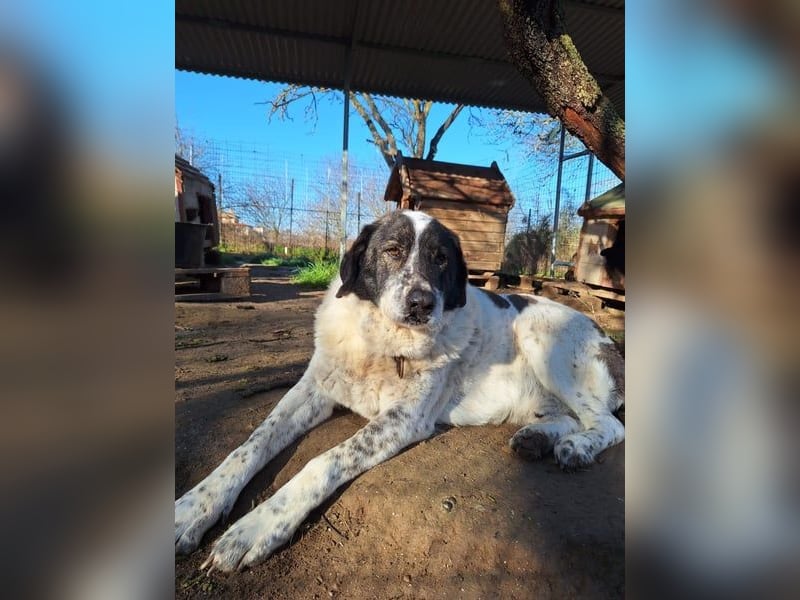 Treuer Hundesenior Tim