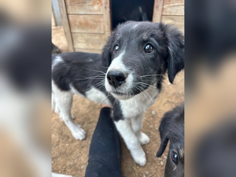 Hundewelpe Esco - liebevoller Abenteurer