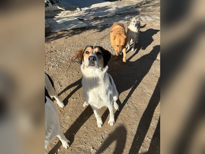 Karmen- Sensible und verschmuste Hündin