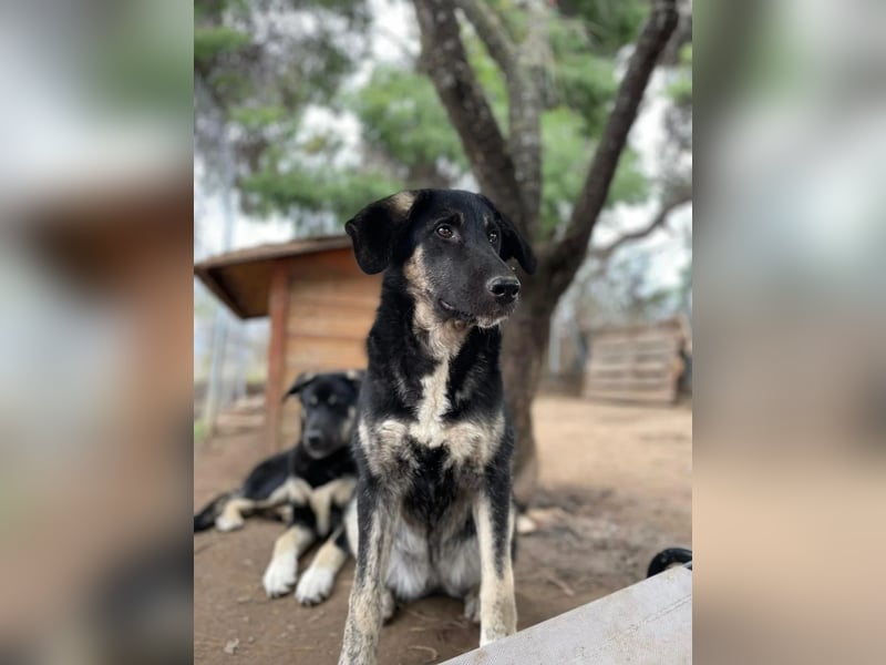 Neugierige Junghündin Millie möchte die Welt entdecken