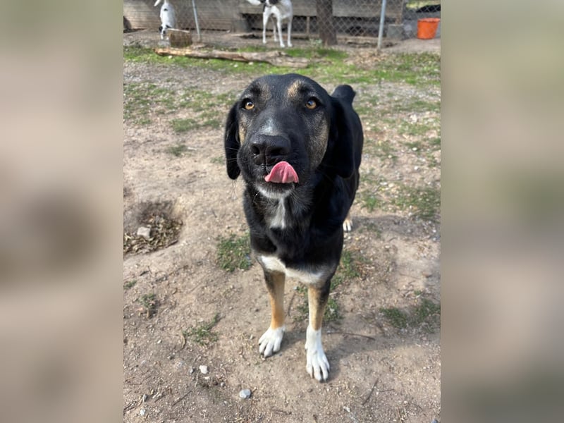 Pepita - Traumhündin sucht ihr Zuhause