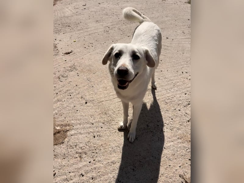 Chloe - mutige Hündin sucht ihre Menschen