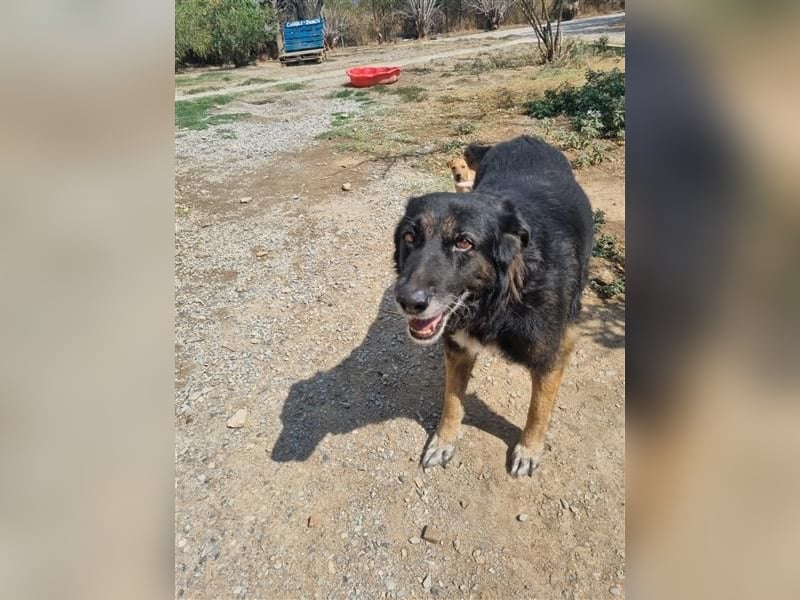 Liebevolle Senioren-Hündin Funny