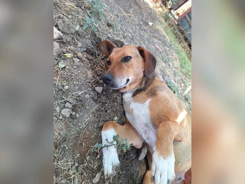 Sanfte Hündin Sandy sucht dich!